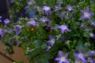 p1510158_small.jpg
