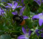 p1510158crop_small.jpg