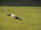 p1300034_small.jpg